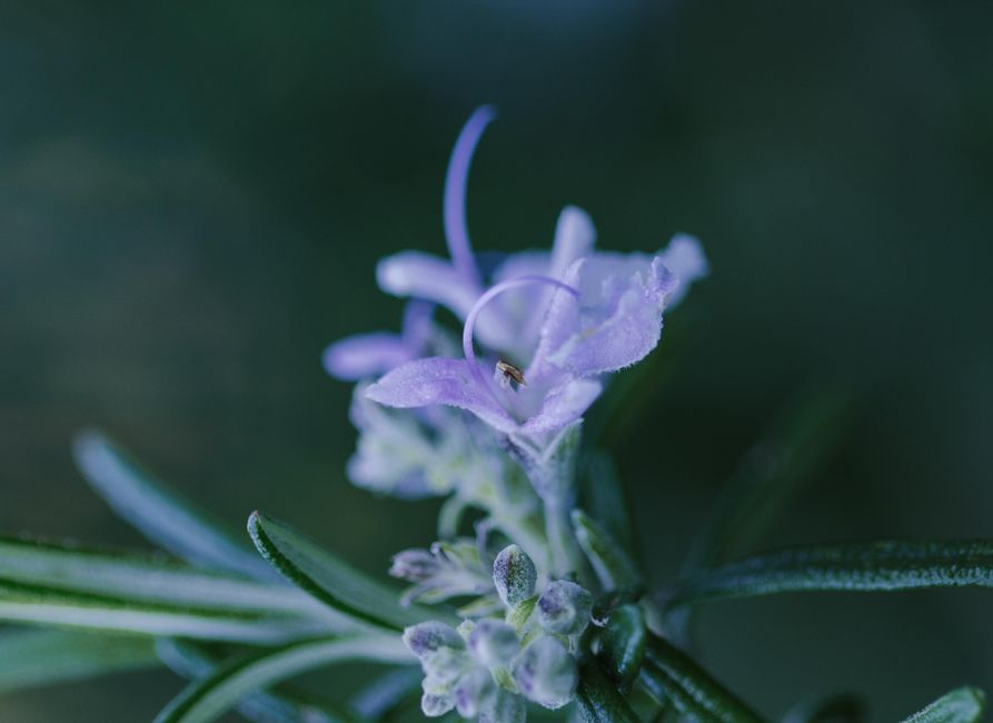Mediteranske trajnice, lavanda i ružmarin